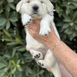 Golden Retriever Puppies from Sanctuary Ranch Goldens