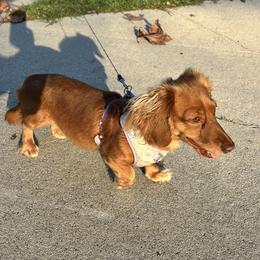 Skye - Dachshund