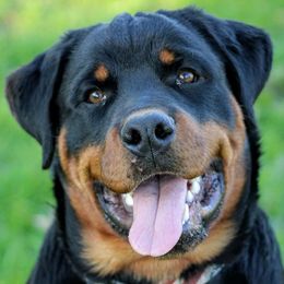 Rottweilers from Von Brennan kennels