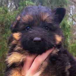 Orange Collar - Male - Black and red male German Shepherd puppy in Charlotte, North Carolina from Zuflucht K9s