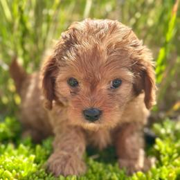 Peach - Red female Cavapoo puppy in Herriman, Utah from Shaggy Mountain Pups LLC