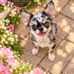 Chihuahua Puppies from Sugar Cookie Chihuahuas