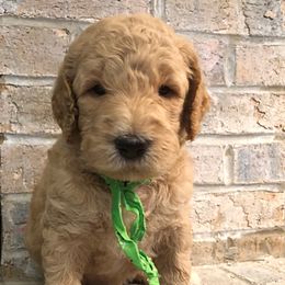 Bernedoodle and Goldendoodle Puppies from Jefferson Doodles