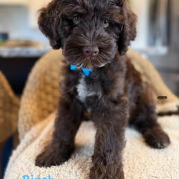 Birch ( blue) - Black and tan male Cockapoo puppy in West Haven, Utah from Harper Haven Doodles