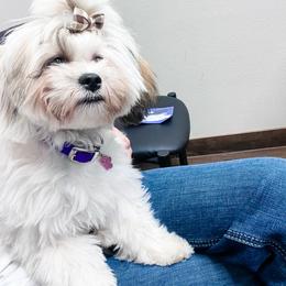 Aussiedoodle, Australian Shepherd, Bernedoodle, Sheepadoodle, and Shichon All Grown Up from V6 Ranch Dogs