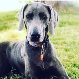 German Shorthaired Pointers, Vizslas, and Weimaraners from Hilltop Farms