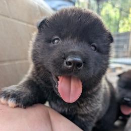 Nebula's Girl 2 - Black female Akita puppy in South Carolina from Sierra Mountain Akitas
