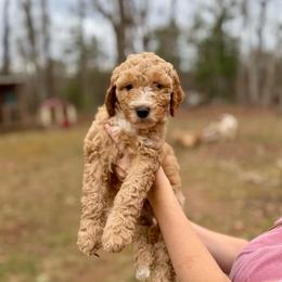 Miss Teal - Apricot female Goldendoodle puppy in Athens, Georgia from Moore Goldendoodles