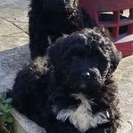 Portuguese Water Dogs from Fall Line Farm