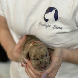 Great Dane Puppies from Starlight Danes