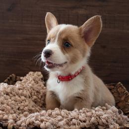 Red - Sable female Pembroke Welsh Corgi puppy in Dobson, North Carolina from Clover S Farm