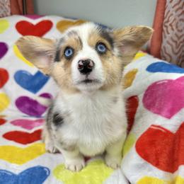 Noel - Blue merle and white female American Corgi puppy in Waskom, Texas from Piney Woods Corgis