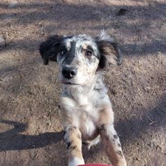 Bagel - Sporty Mix