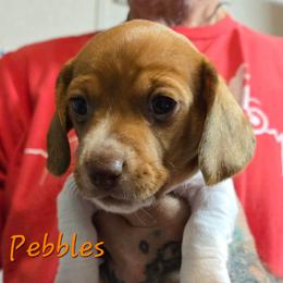 Pebbles - Piebald female Dachshund puppy in New Caney, Texas from BouncinMiniWeenies
