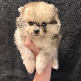 Waffles - Tri-colored female Pomeranian puppy in Texas from Tiny Tornado Poms