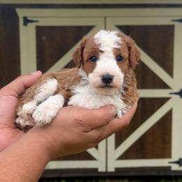 Blanket - Red male Bernedoodle puppy in Greenville, Texas from Doodles of Promise