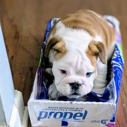 Bulldog Puppies from Red Clay Bullies
