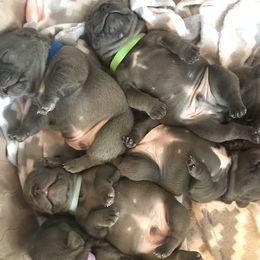 French Bulldog Puppies from Crooked C Ranch