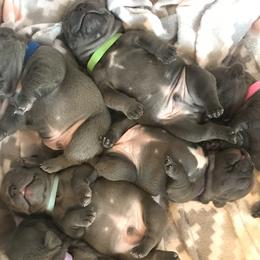 French Bulldog Puppies from Crooked C Ranch
