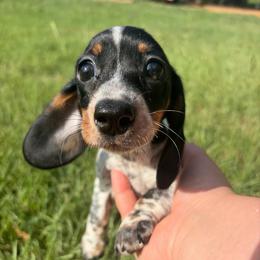 Cookie - Piebald female Dachshund puppy in Pollok, Texas from Magnolia Kennels