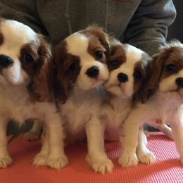Cavalier King Charles Spaniel Puppies from OnTheMark