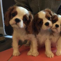 Cavalier King Charles Spaniel Puppies from OnTheMark