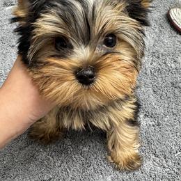 Chinese Crested and Yorkshire Terrier Puppies from FronkLinn Kennel