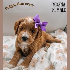Moana - Red  female Goldendoodle puppy in Hilton, New York from The House of Goldendoodle