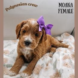 Moana - Red  female Goldendoodle puppy in Hilton, New York from The House of Goldendoodle
