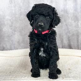 Poodle Puppies from Yellow Dog Farm