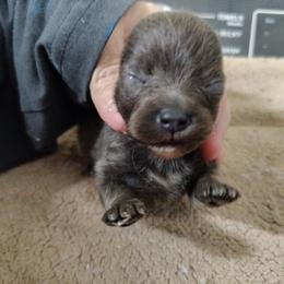 Girl 1 - Blue female Pomeranian puppy in Andrews, South Carolina from Purple Diamonds Kennel
