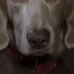 Weimaraners from Ringneck Wranglr Kennel