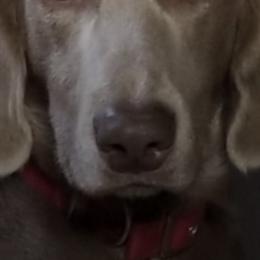 Weimaraners from Ringneck Wranglr Kennel