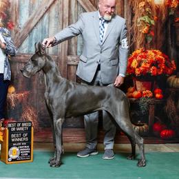 Bonita - Great Dane