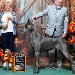 Bonita - Great Dane