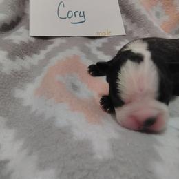 Cory - Black and white male Boston Terrier puppy in Headland, Alabama from Crystal Carlisle's Boston Terriers