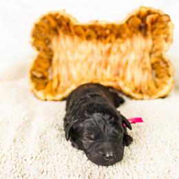 Aspen - Black female Goldendoodle puppy in Cleveland, Georgia from The O.G. Doodles