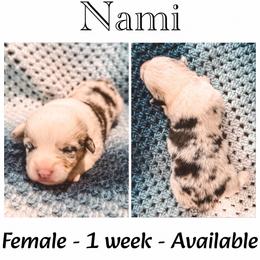 Nami - Blue merle and white female American Corgi puppy in Fitzhugh, Oklahoma from Elmiphyr Corgis