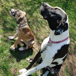 Great Danes from Sacandaga Danes