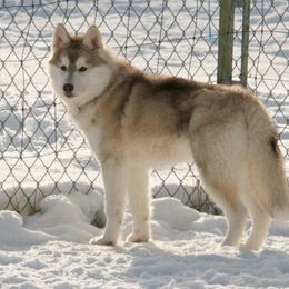 Siberian Husky All Grown Up from Keahi Siberian Huskies