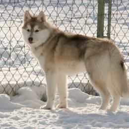 Siberian Husky All Grown Up from Keahi Siberian Huskies