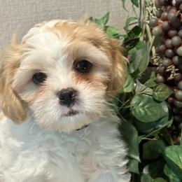 George - Blenheim male Cavatzu puppy in Oklahoma from Rocky Oak Cavaliers & Biewer Terriers LLC