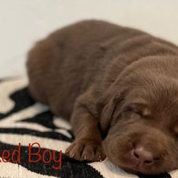 Labrador Retriever Puppies from Travis’ Chocolate Labradors