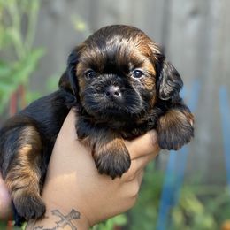 Bentley - Red male Shih Tzu puppy in Chico, California from North State Shih tzus