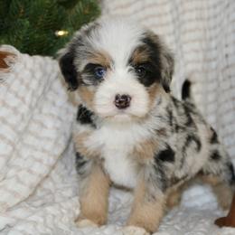 Holly --MERLE TRI - Blue merle female Bernedoodle puppy in Apple Creek, Ohio from Arlene Hershberger