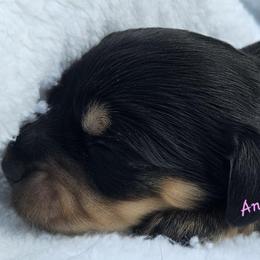 Holly 2775 - Black and cream female Dachshund puppy in Ben Wheeler, Texas from Anytime Dachshunds by D.B.