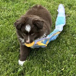 Miniature Australian Shepherd puppies from Yaw's Mini Aussies