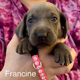 Francine - Blue female Weimaraner puppy in Aitkin, Minnesota from Whispering’s GunDogs