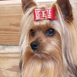 Ranger - Yorkshire Terrier