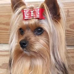 Ranger - Yorkshire Terrier